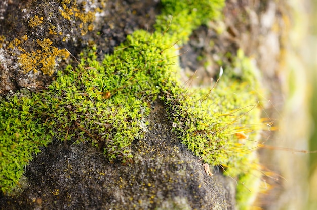 Closeup shot of the moss of the stone surface