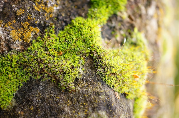 石の表面の苔のクローズアップショット