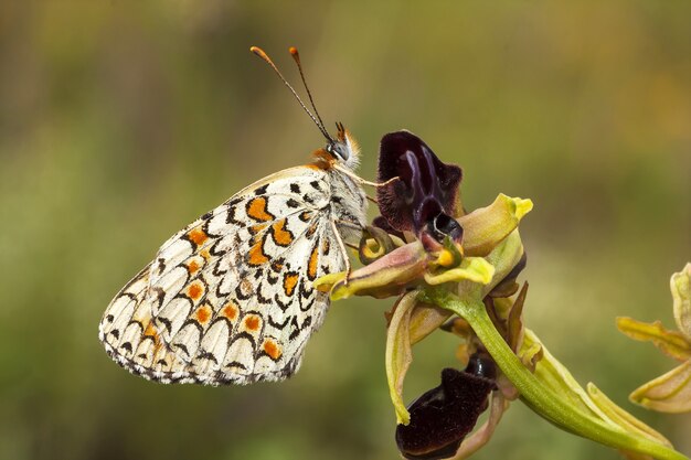 Closeup shot of a moth on a plant in the forest