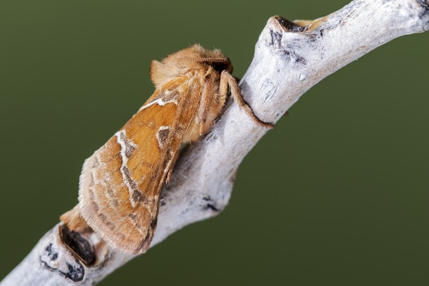 Closeup shot of a moth on a plant in the forest