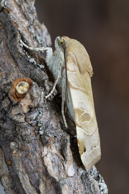Closeup shot of a moth on the wooden surface in the forest