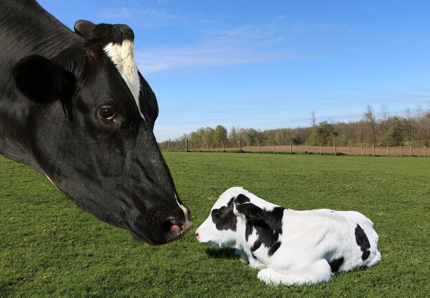 Closeup shot of a mother cow with an adorable calf in a grassy field