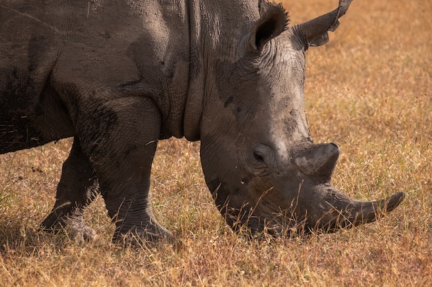 Closeup shot of a muddy rhinoceros grazing on a field captured in Ol Pejeta, Kenya