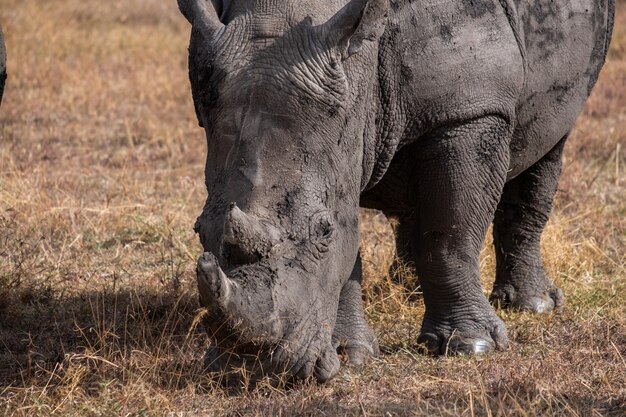 Closeup shot of a muddy rhinoceros grazing on a field captured in Ol Pejeta, Kenya