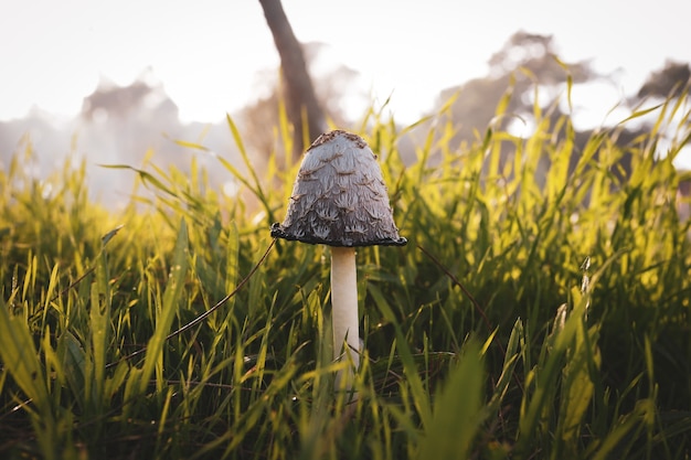 Снимок крупным планом гриба в поле
