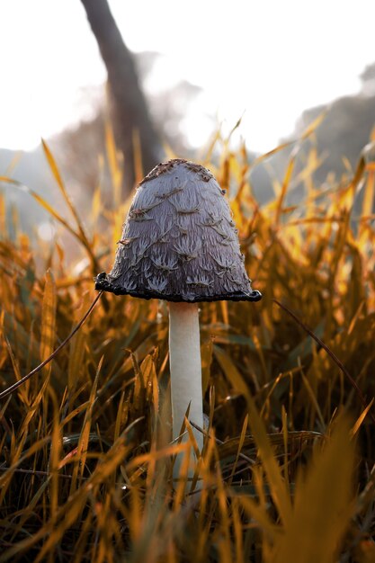 Closeup shot of a mushroom in the field