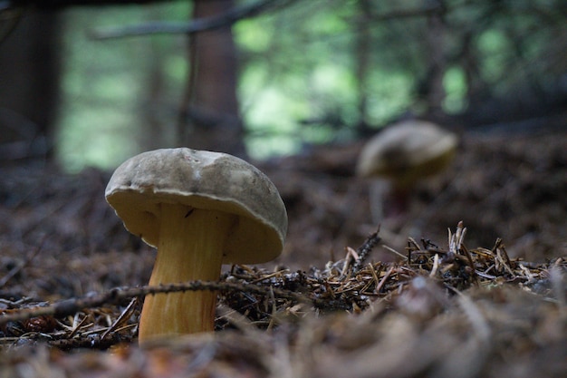 Closeup shot of a mushroom in the forest with a blurred space