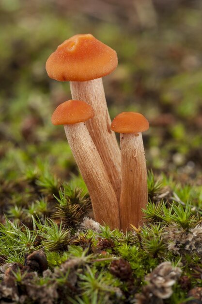 Closeup shot of a mushroom in a forest with a blurred surface