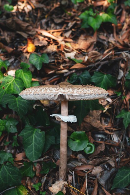 Closeup shot of a mushroom in the forest