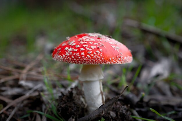 Closeup shot of a mushroom in the forest