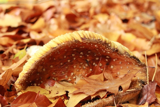 Снимок крупным планом гриба, растущего среди сухих листьев осенью