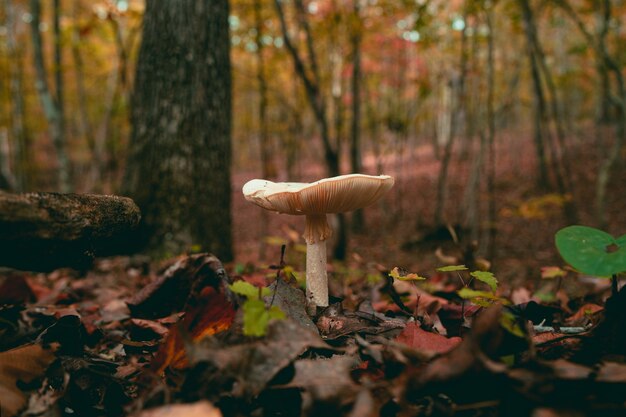 숲에서 자라는 버섯의 근접 촬영 샷