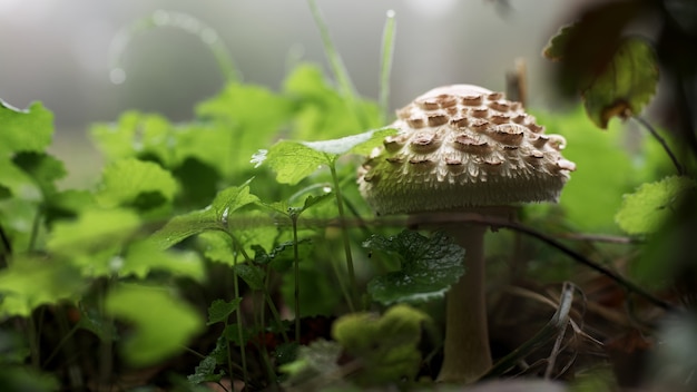 Closeup shot of a mushroom growing between the grass
