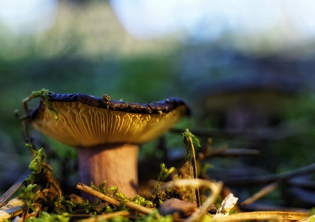 Closeup shot of a mushroom with an upturned cap