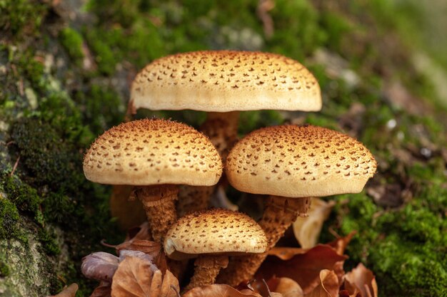 Closeup shot of mushrooms growing near a mossy rock