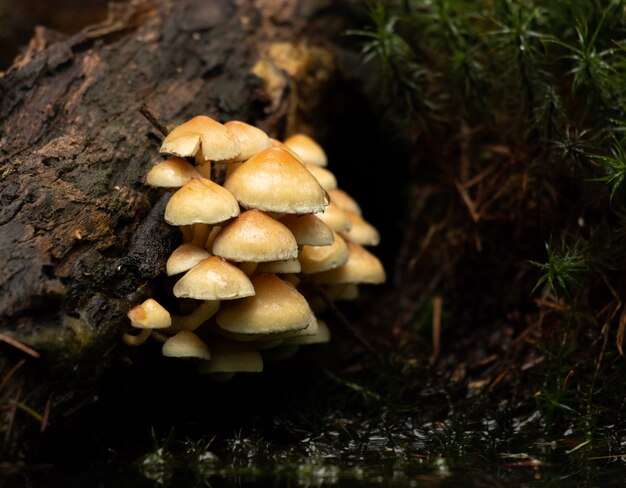 숲에서 나무 껍질에서 자란 버섯의 근접 촬영 샷