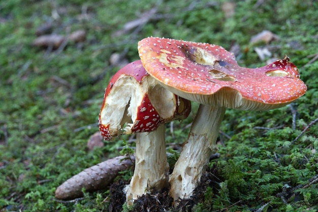 Free photo closeup shot of mushrooms