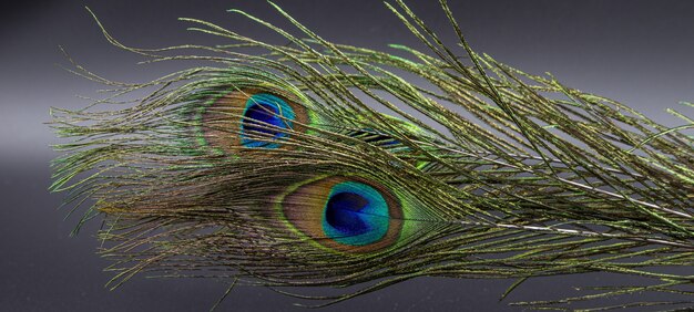 Closeup shot of a natural peacock feather