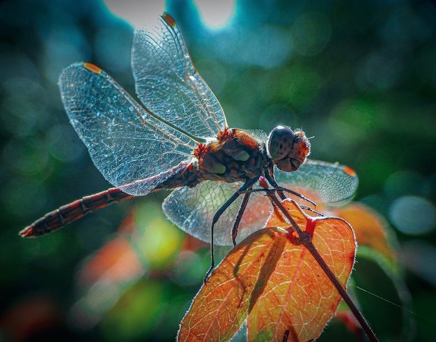 Closeup shot of a  net-winged insect on the leaf