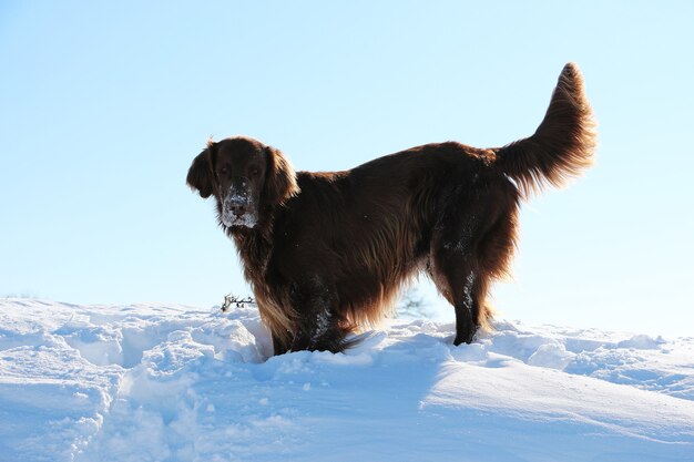 뉴펀들랜드 강아지의 근접 촬영 샷