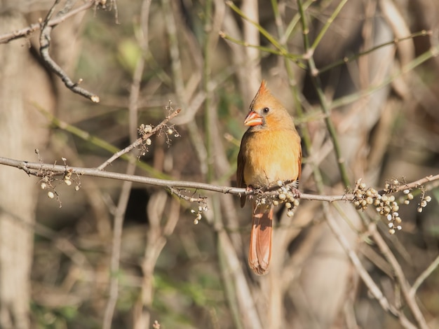 Closeup shot of a northern cardinal