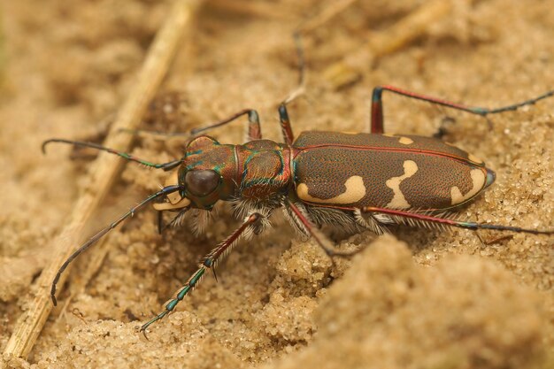 Closeup shot of the Northern dune tiger beetle, Cicindela hybrida