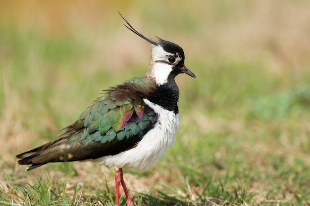 Free photo closeup shot of a northern lapwing in a meadow