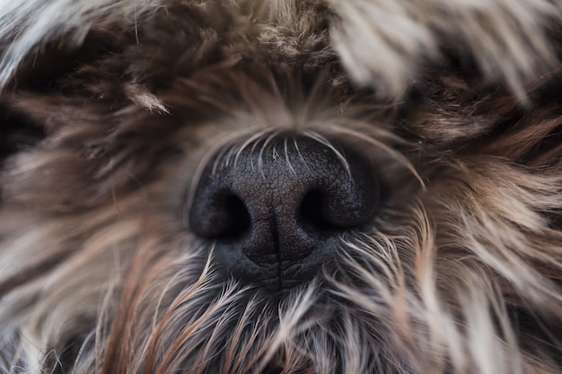 Foto gratuita colpo del primo piano dei nas di un cane peloso