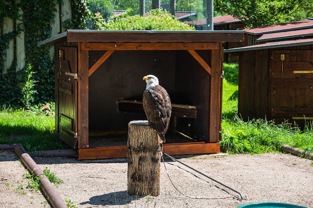 無料写真 晴れた日に公園の木の切り株に腰掛けて白頭ワシのクローズアップショット