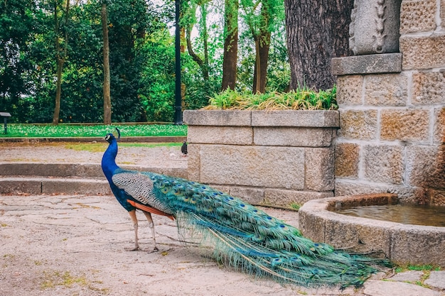 無料写真 昼間の公園で美しい孔雀のクローズアップショット