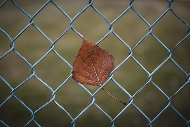 無料写真 金網柵の茶色の葉のクローズアップショット