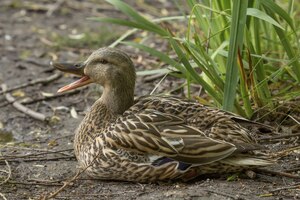 closeup shot of a duck sitting on the ground near plants while quacking with a blurred background