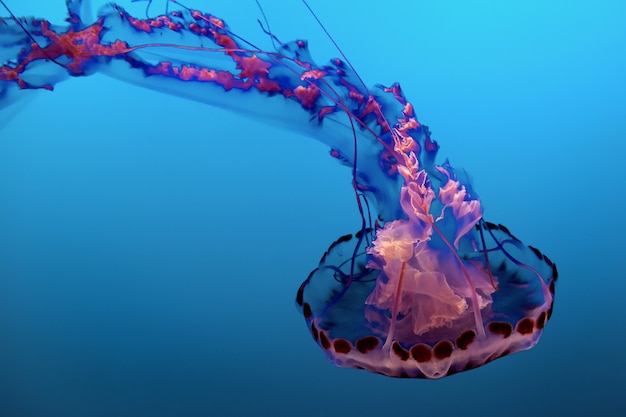 Снимок крупным планом фиолетовых и розовых медуз в океане