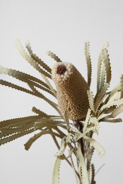 Бесплатное фото Макрофотография выстрел из редких коричневого растения на белом