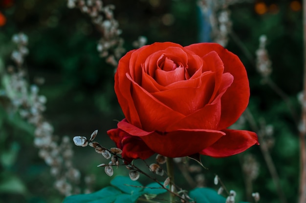 Бесплатное фото Крупным планом выстрел из красной розы
