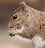 무료 사진 음식을 먹는 다람쥐의 근접 촬영 샷