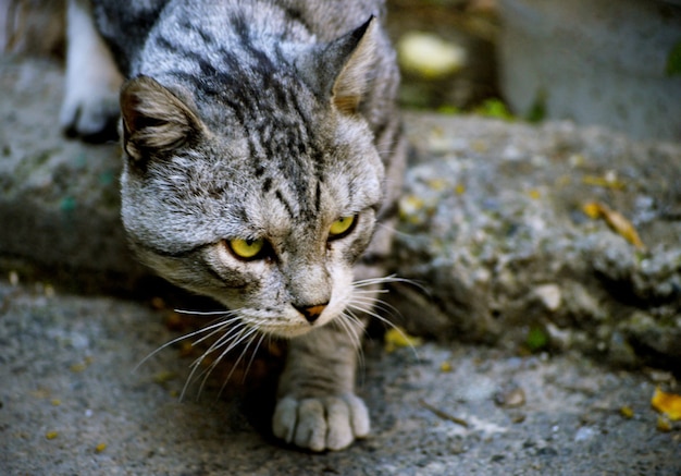 無料写真 アルメニアのエレバンで決まったかわいい顔をした野良猫のクローズアップショット