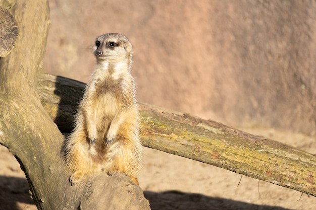 무료 사진 로그에 앉아 조심 스러 운 meerkat의 근접 촬영 샷