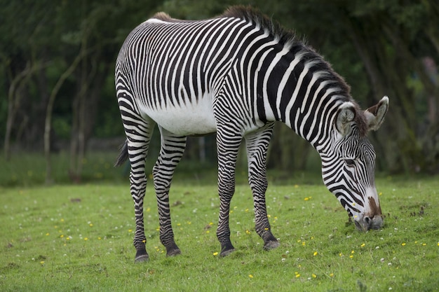 Бесплатное фото Крупный план зебры, пасущейся на зеленом поле