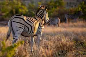 Бесплатное фото Крупный план зебры в джунглях