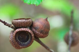 closeup shot of an acorn on a tree branch with a blurred background