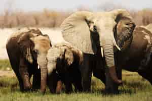 무료 사진 잔디 사바나 평원을 걷는 코끼리 가족의 근접 촬영 샷