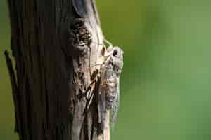무료 사진 나무에 날개를 가진 곤충의 근접 촬영 샷