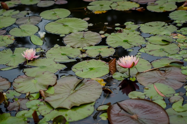 Бесплатное фото Макрофотография выстрел из красивых розовых nymphaea nelumbo цветы в воде с большими листьями