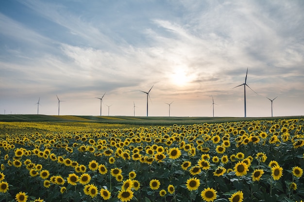 Снимок крупным планом красивых подсолнухов и ветряных турбин в поле
