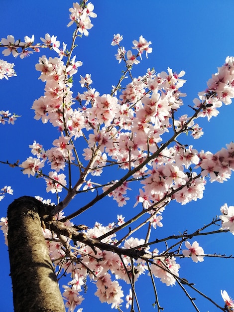 무료 사진 아몬드 나무와 푸른 하늘에 아름다운 흰색 꽃의 근접 촬영 샷