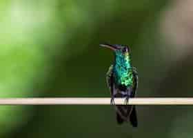 Бесплатное фото Снимок крупным планом колибри, сидящей на ветке на зеленом фоне