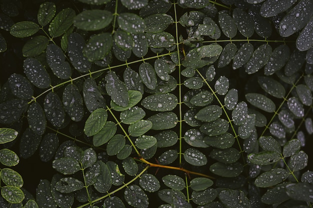 Бесплатное фото Макрофотография выстрел из росы на толстых листьев зеленого растения ночью