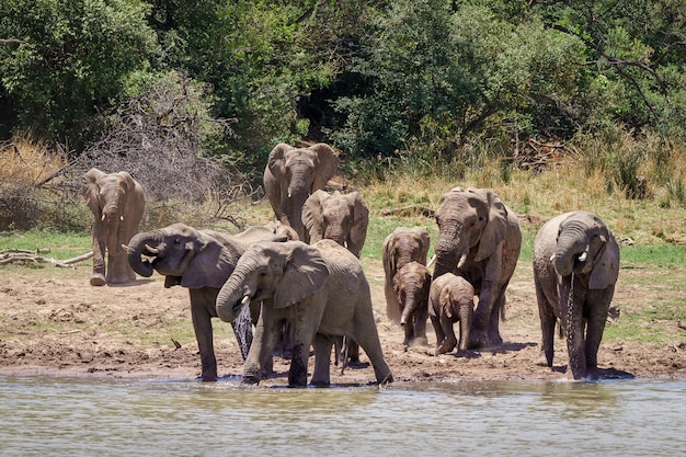 Бесплатное фото Снимок крупным планом слонов, приближающихся к озеру с деревьями