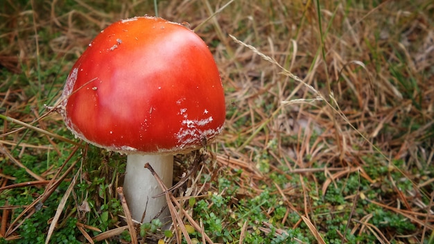 무료 사진 잔디 가운데 비행 agaric 버섯의 근접 촬영 샷